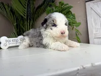 Naya, a female Miniature Bernedoodle for sale in New Haven, IN – Photo 1 of 5