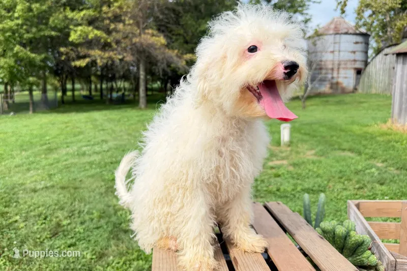 Pretzel – Miniature Bernedoodle puppy for sale in New Haven, IN