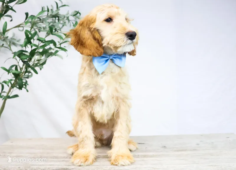 LEO, a male Miniature Goldendoodle for sale in New Haven, IN – Photo 1 of 3