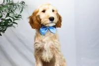 LEO, a male Miniature Goldendoodle for sale in New Haven, IN – Photo 2 of 3