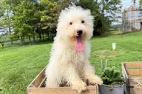 Pretzel, a male Miniature Bernedoodle for sale in New Haven, IN – 2 of 3