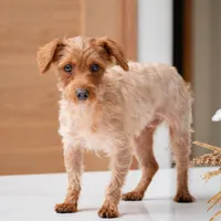 Rose, a female Yorkipoo for sale in New Haven, IN – Photo 3 of 4