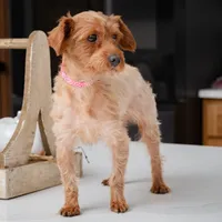 Rose, a female Yorkipoo for sale in New Haven, IN – Photo 2 of 4