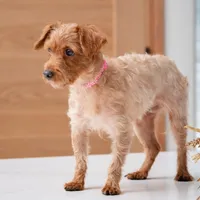 Rose, a female Yorkipoo for sale in New Haven, IN – Photo 4 of 4