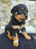 Sally, a female Rottweiler for sale in Narvon, PA – 3 of 3