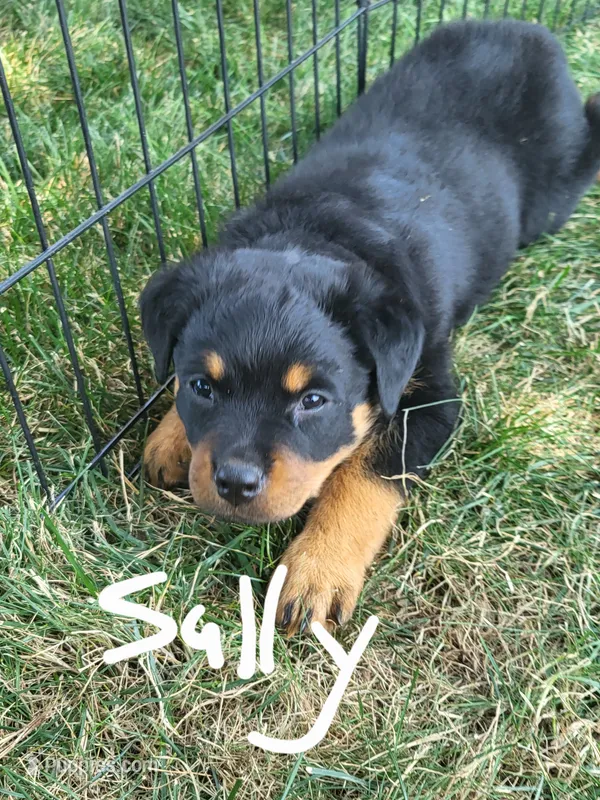 Sally – Rottweiler puppy for sale in Narvon, PA