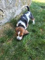 Miss Molly, a female Basset Hound for sale in Narvon, PA – 2 of 3