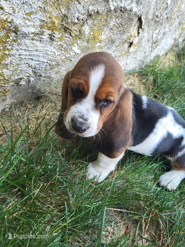 Miss Molly – Basset Hound puppy for sale in Narvon, PA