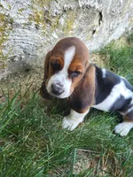 Miss Molly, a female Basset Hound for sale in Narvon, PA – 1 of 3