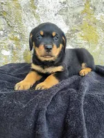 Willy, a male Rottweiler for sale in Narvon, PA – 3 of 3