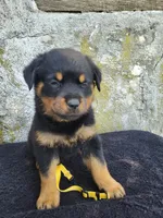 Mini, a female Rottweiler for sale in Narvon, PA – 3 of 3