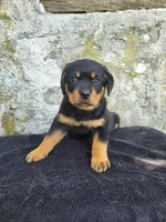 Willy, a male Rottweiler for sale in Narvon, PA – 2 of 3