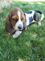 Miss Molly, a female Basset Hound for sale in Narvon, PA – 3 of 3