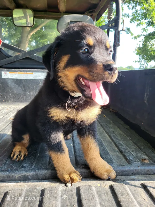 Mini – Rottweiler puppy for sale in Narvon, PA