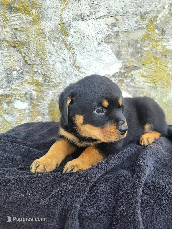Willy – Rottweiler puppy for sale in Narvon, PA
