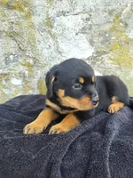 Willy, a male Rottweiler for sale in Narvon, PA – 1 of 3