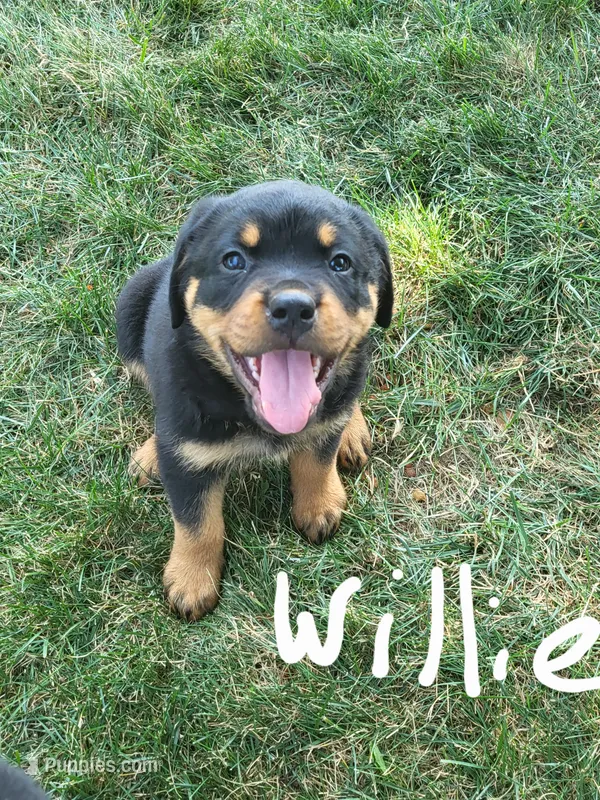 Willy – Rottweiler puppy for sale in Narvon, PA