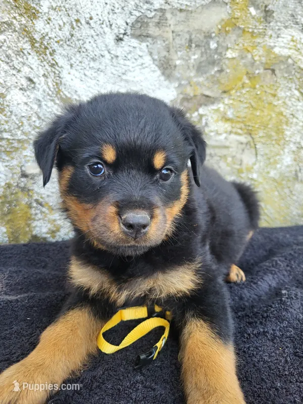 Mini – Rottweiler puppy for sale in Narvon, PA