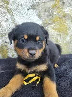 Mini, a female Rottweiler for sale in Narvon, PA – 1 of 3