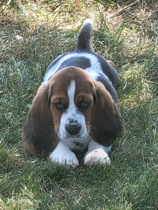 Miss Molly – Basset Hound puppy for sale in Narvon, PA