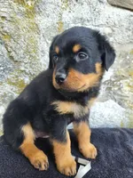 Sally, a female Rottweiler for sale in Narvon, PA – 2 of 3