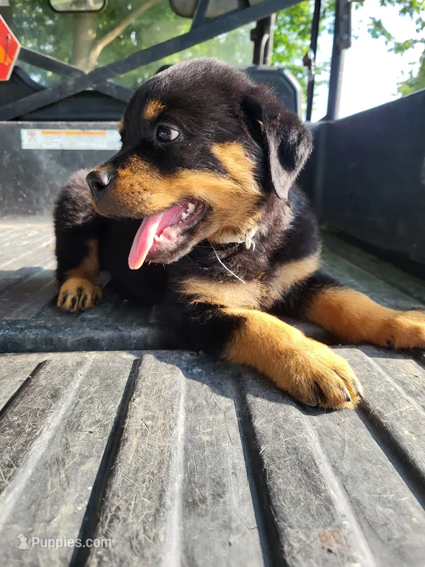 Mini – Rottweiler puppy for sale in Narvon, PA