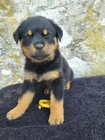 Mini, a female Rottweiler for sale in Narvon, PA – 2 of 3