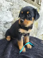 Bella, a female Rottweiler for sale in Narvon, PA – 2 of 3