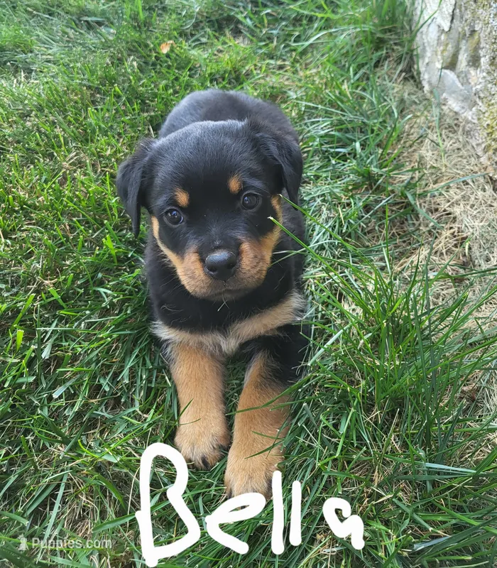 Bella – Rottweiler puppy for sale in Narvon, PA