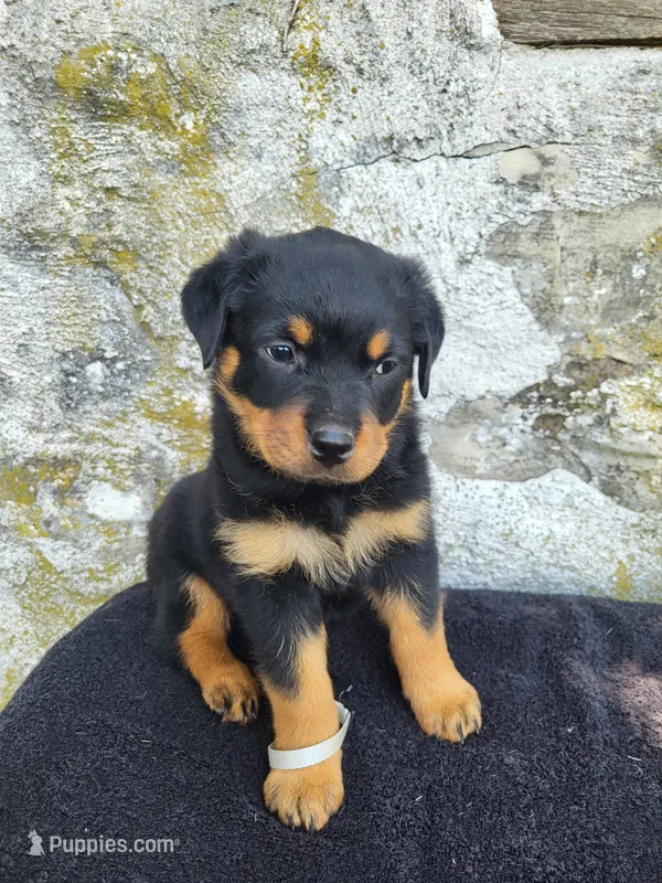 Sally – Rottweiler puppy for sale in Narvon, PA