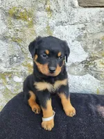 Sally, a female Rottweiler for sale in Narvon, PA – 1 of 3