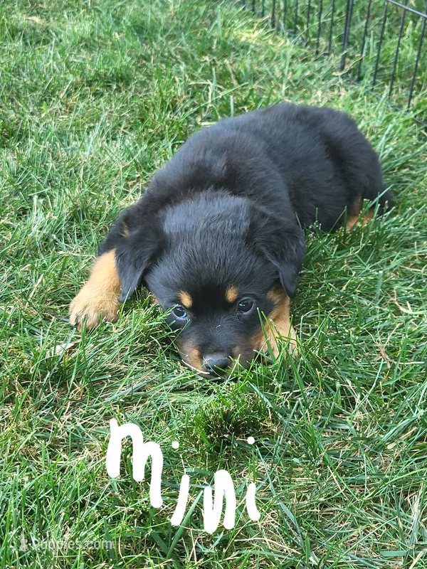 Mini – Rottweiler puppy for sale in Narvon, PA