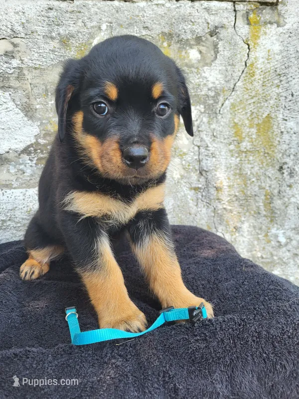 Bella – Rottweiler puppy for sale in Narvon, PA
