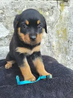 Bella, a female Rottweiler for sale in Narvon, PA – 1 of 3