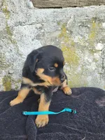 Bella, a female Rottweiler for sale in Narvon, PA – 3 of 3