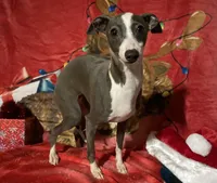 Zendaya, a female Italian Greyhound for sale in Fort Branch, IN – Photo 4 of 10