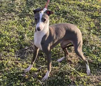 Zendaya, a female Italian Greyhound for sale in Fort Branch, IN – Photo 9 of 10