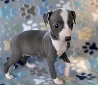Zendaya, a female Italian Greyhound for sale in Fort Branch, IN – Photo 7 of 10