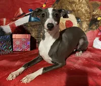 Zendaya, a female Italian Greyhound for sale in Fort Branch, IN – Photo 1 of 10
