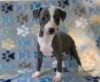Zendaya, a female Italian Greyhound for sale in Fort Branch, IN – Photo 6 of 10
