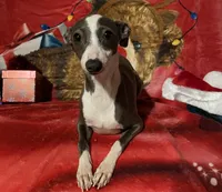 Zendaya, a female Italian Greyhound for sale in Fort Branch, IN – Photo 5 of 10