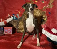 Zendaya, a female Italian Greyhound for sale in Fort Branch, IN – Photo 3 of 10