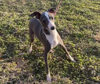 Zendaya, a female Italian Greyhound for sale in Fort Branch, IN – Photo 8 of 10
