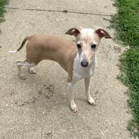 Ernie, a male Italian Greyhound for sale in Fort Branch, IN – Photo 1 of 7