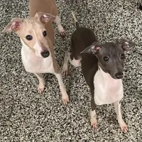 Ernie, a male Italian Greyhound for sale in Fort Branch, IN – Photo 4 of 7