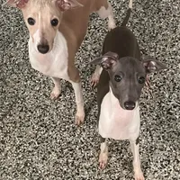 Ernie, a male Italian Greyhound for sale in Fort Branch, IN – Photo 3 of 7