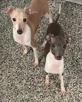 processed/eb2a47aa-0f67-45a3-a67a-3a3b9020700a/listing/20dfdd0e-eb16-4f7a-bb2c-f6489b3f2219/aae1c250-88a2-482f-ae05-e98221c98979