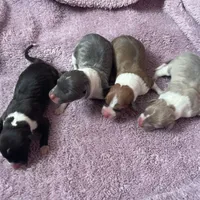 Ernie, a male Italian Greyhound for sale in Fort Branch, IN – Photo 7 of 7