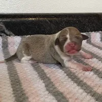 Ernie, a male Italian Greyhound for sale in Fort Branch, IN – Photo 6 of 7