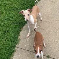 Ernie, a male Italian Greyhound for sale in Fort Branch, IN – Photo 2 of 7